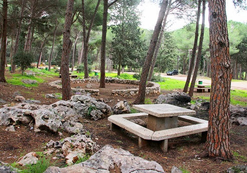 ניווט בכיף משפחתי ביער עופר(רכס הכרמל)