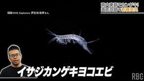 南大東島地底湖での新種発見
