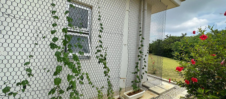 可愛い実がなっています