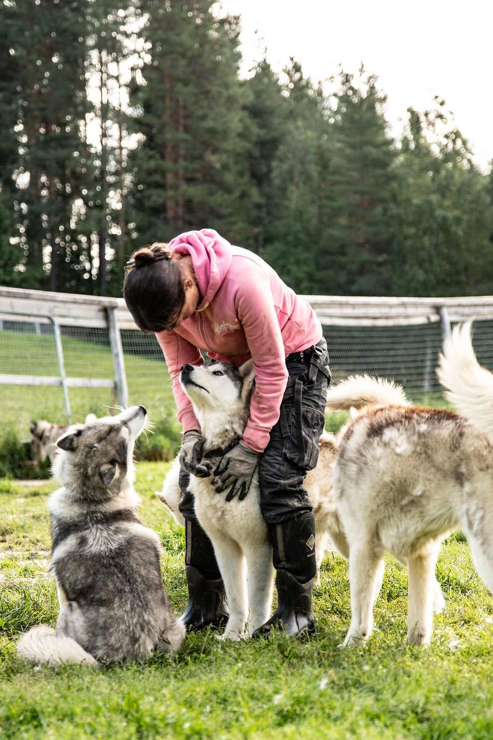 Manapi Husky Schweden – Polarlichter, Husky Touren und ein Ort der Verbundenheit