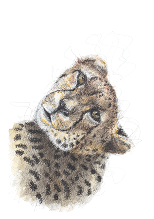 Cheetah 'Over my shoulder' A4.png