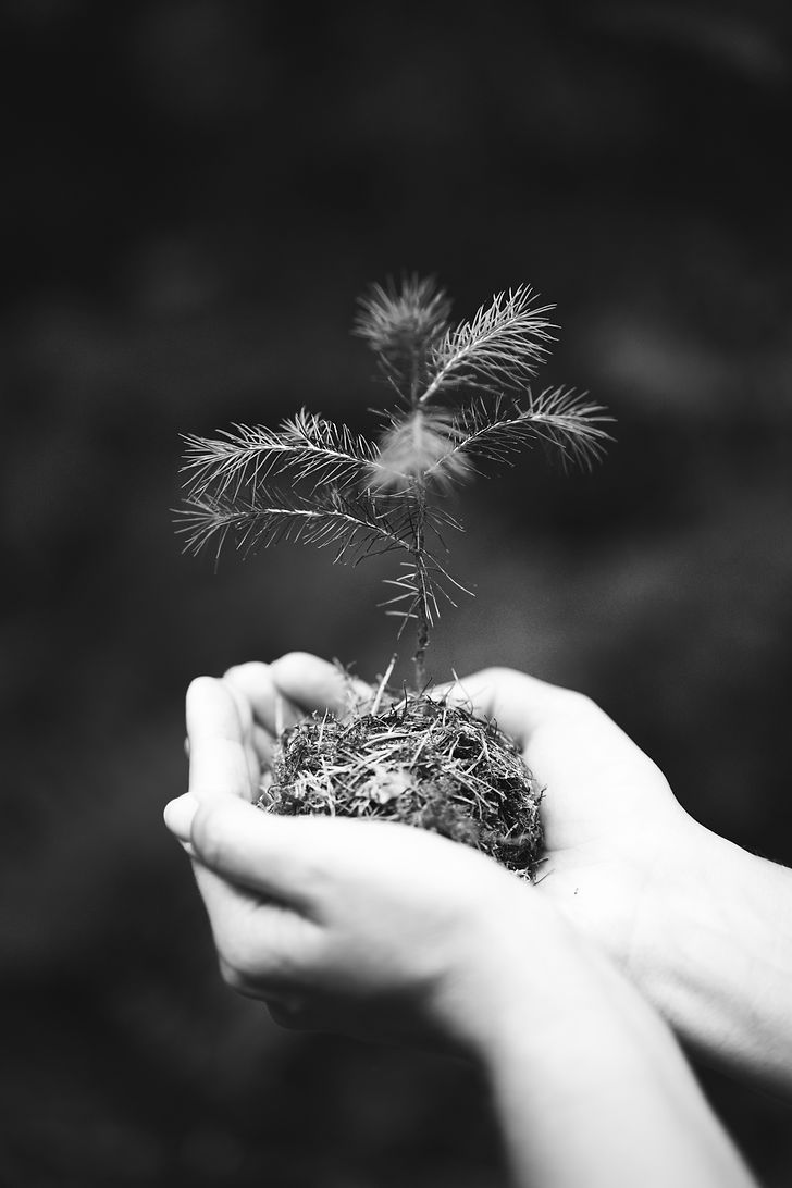 female-hand-holding-sprout-wilde-pine-tree-in-natu-2021-08-27-21-27-11-utc (1).jpg