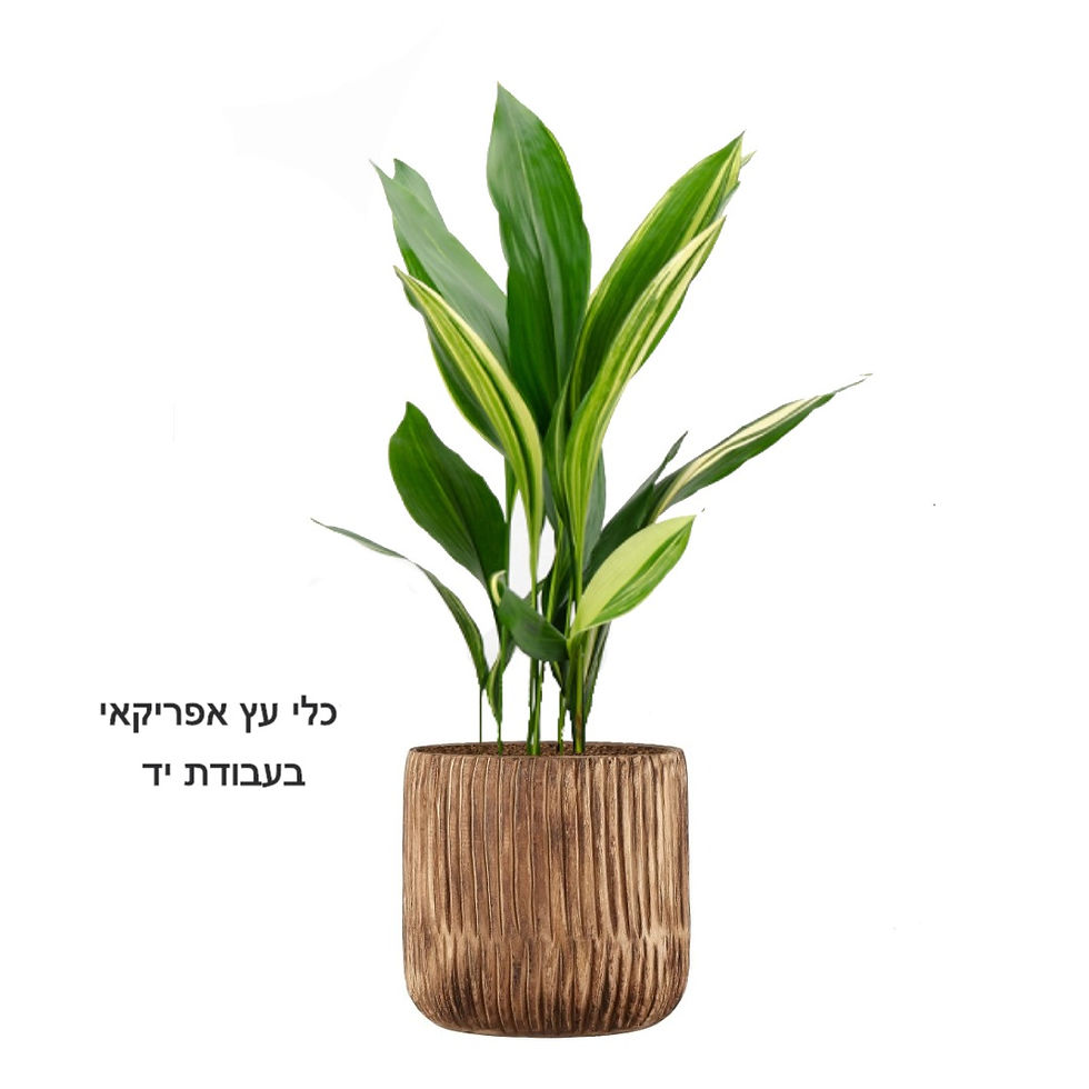 תמונה ממוזערת: מגנית M