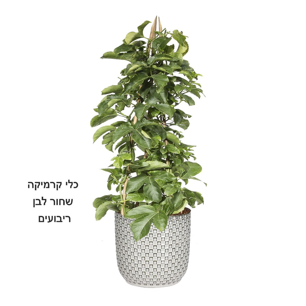 תמונה ממוזערת: פסיפלורה L