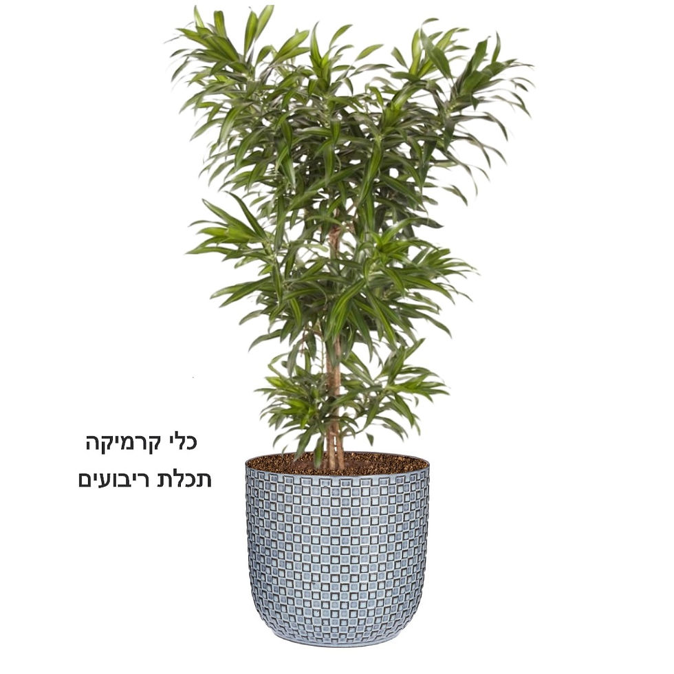 תמונה ממוזערת: דרצנה ג'מייקה L
