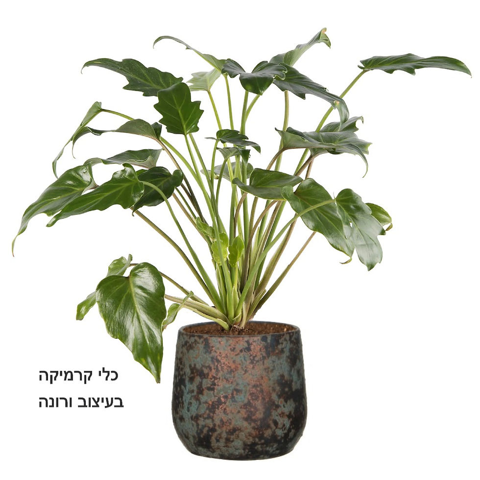 תמונה ממוזערת: פילונדרון קסנדו L