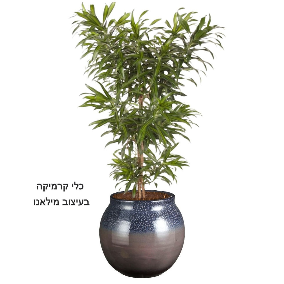 תמונה ממוזערת: דרצנה ג'מייקה L