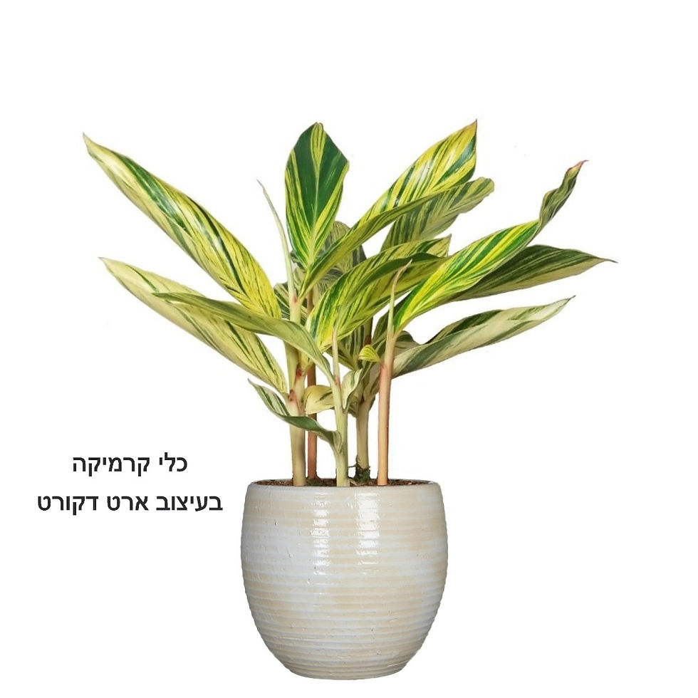 תמונה ממוזערת: אלפיניה XL