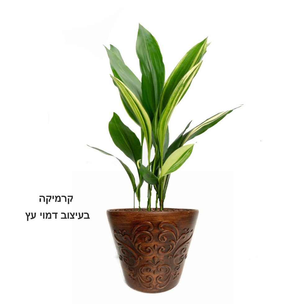 תמונה ממוזערת: מגנית M