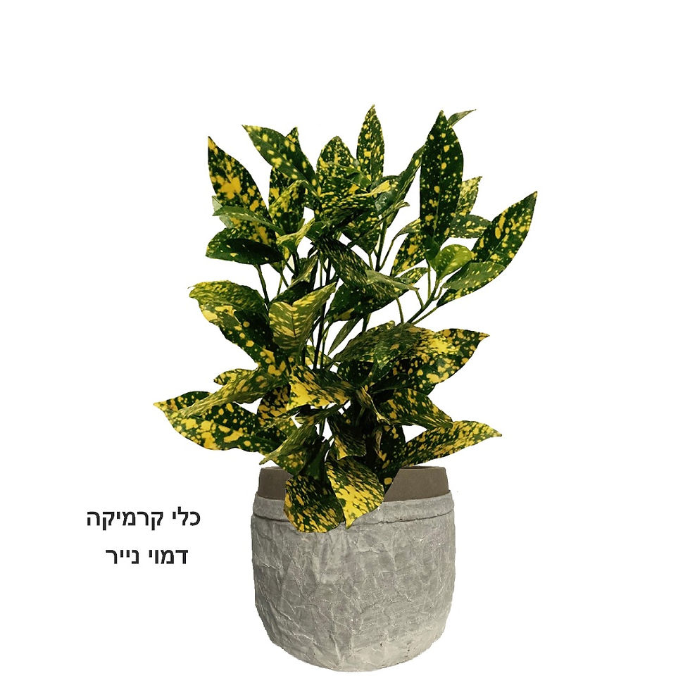 תמונה ממוזערת: קרוטון מיני L