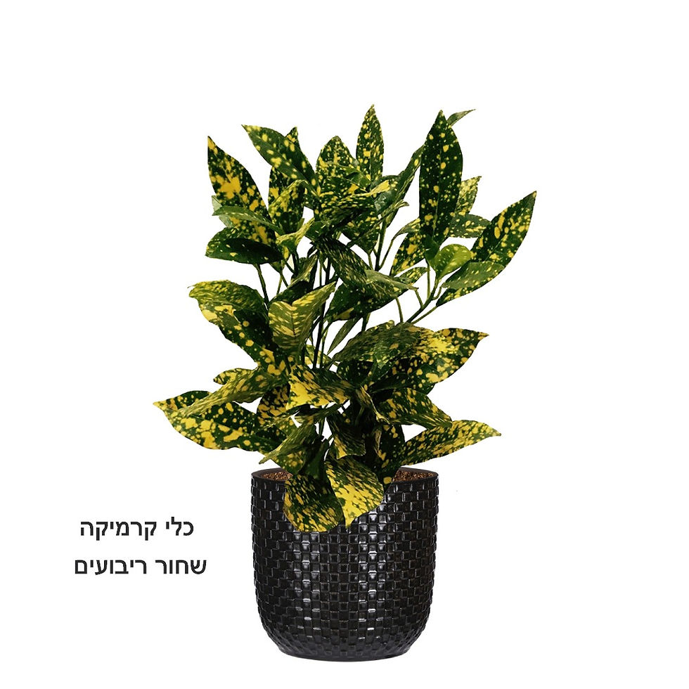 תמונה ממוזערת: קרוטון מיני L