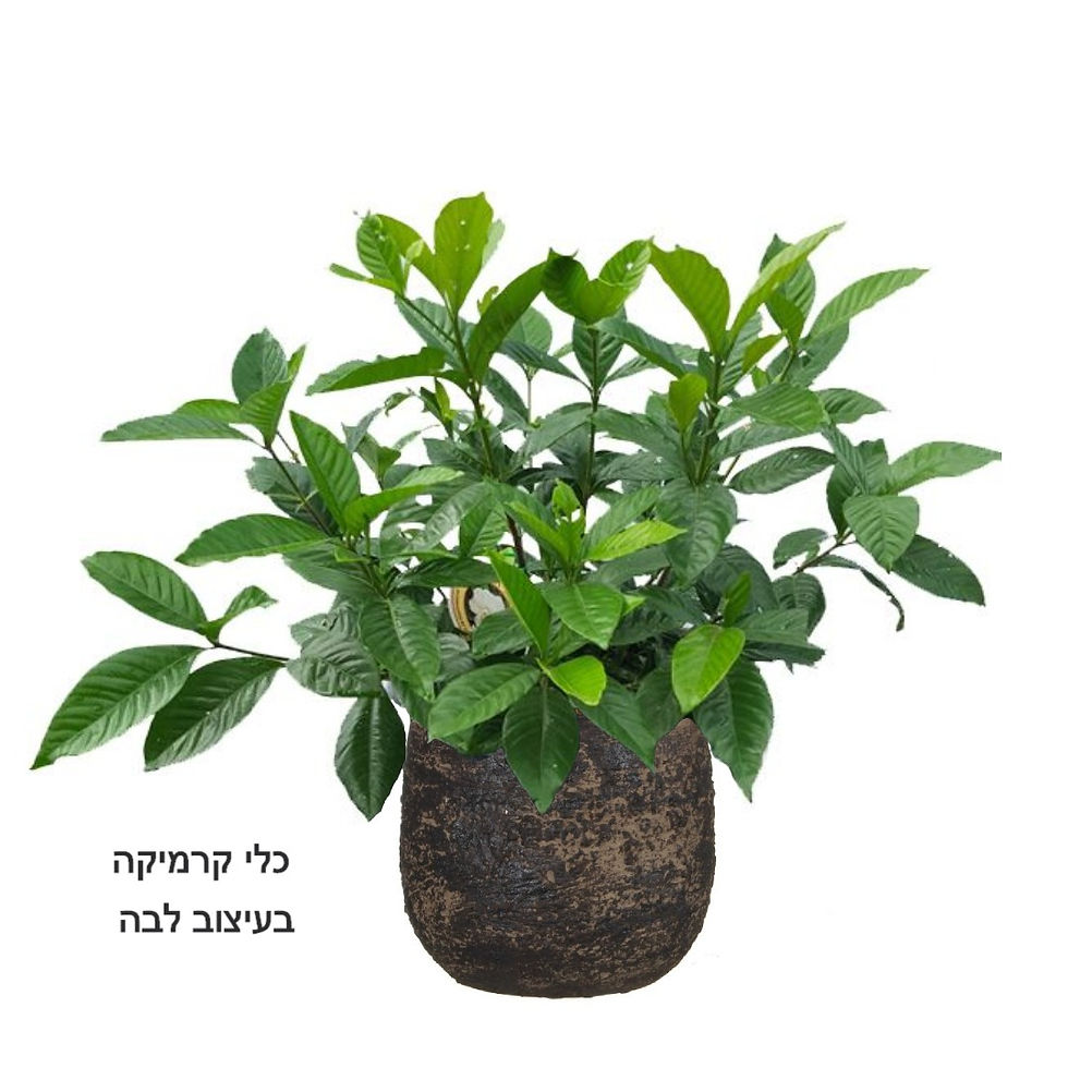 תמונה ממוזערת: גרדניה L
