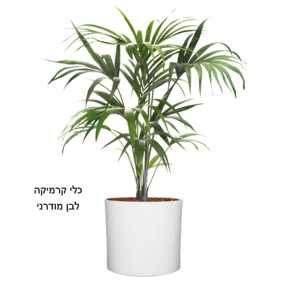 תמונה ממוזערת: דקל קנציה XL