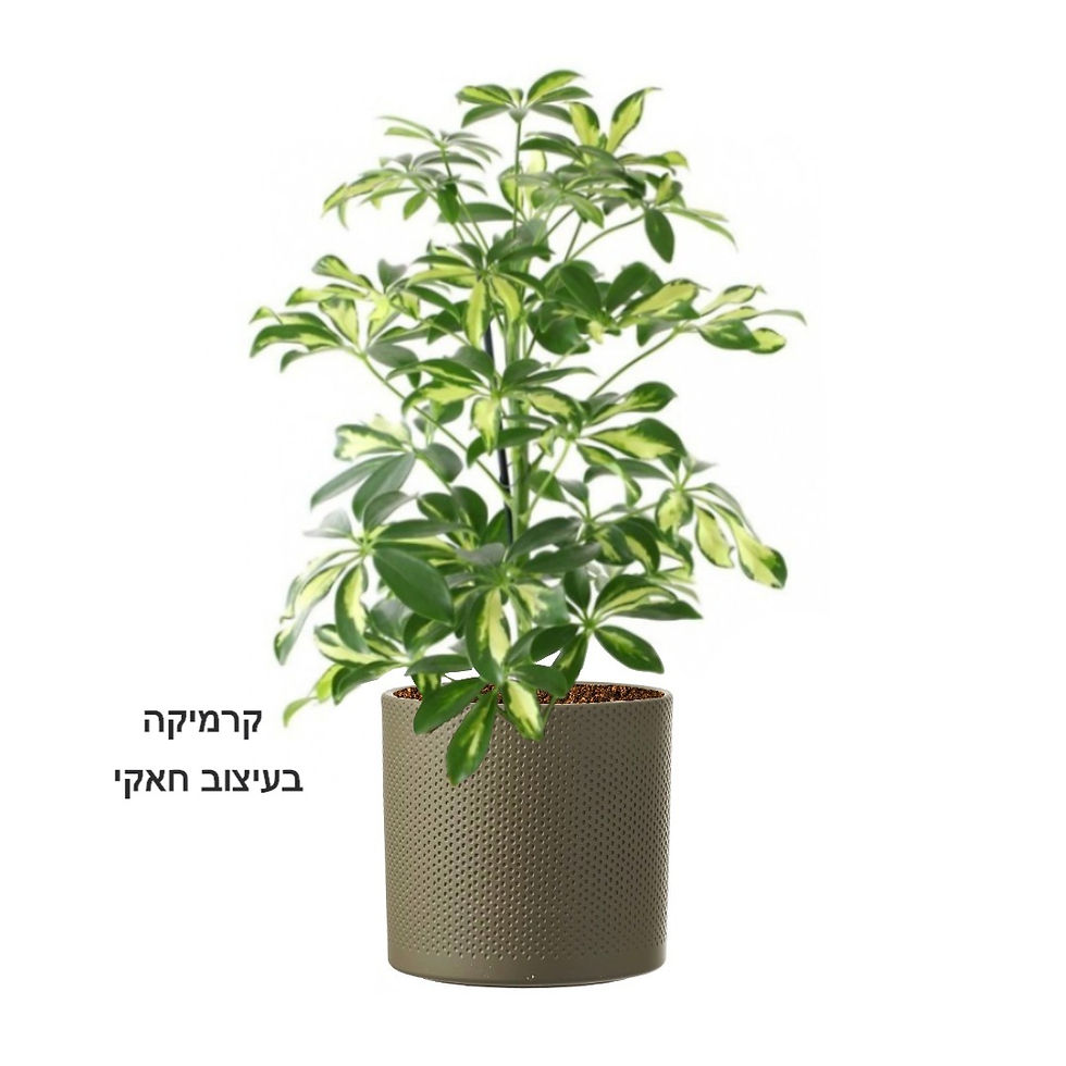 תמונה ממוזערת: שפלרה XL