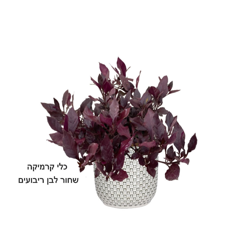 תמונה ממוזערת: ביצן רובי ננסי L