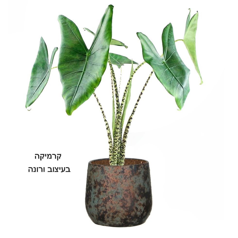 תמונה ממוזערת: אוזן פיל מנומר L