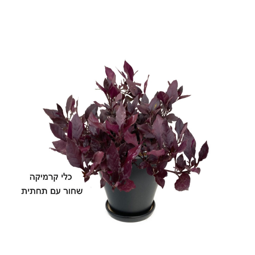 תמונה ממוזערת: ביצן רובי ננסי L