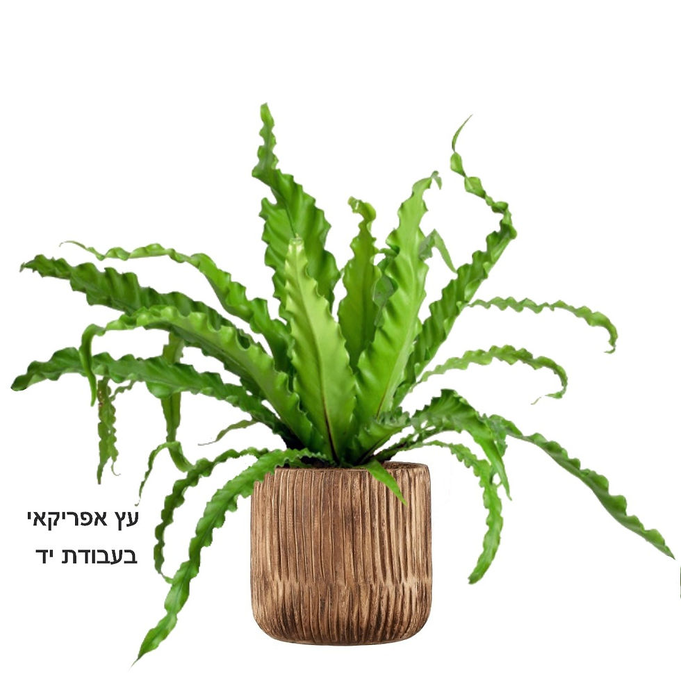 תמונה ממוזערת: קן ציפור אנטיגום עלה XL