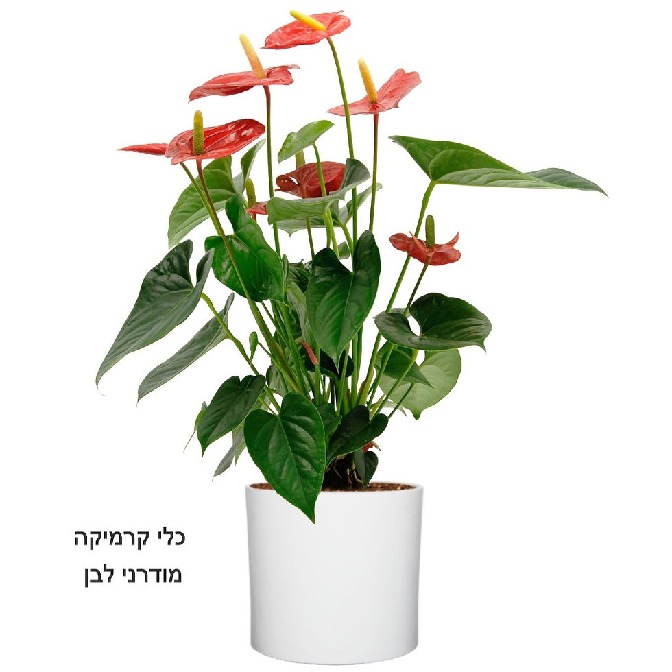 תמונה ממוזערת: אנטוריום אדום XL