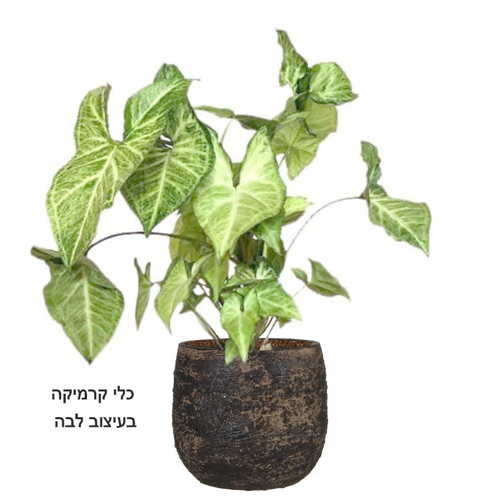תמונה ממוזערת: סינגוניום L
