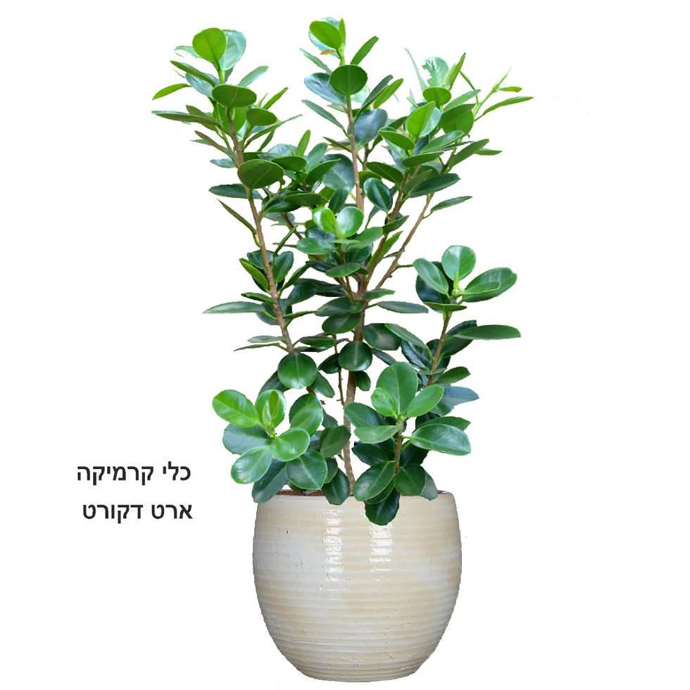 תמונה ממוזערת: פיקוס גרין איילנד XL