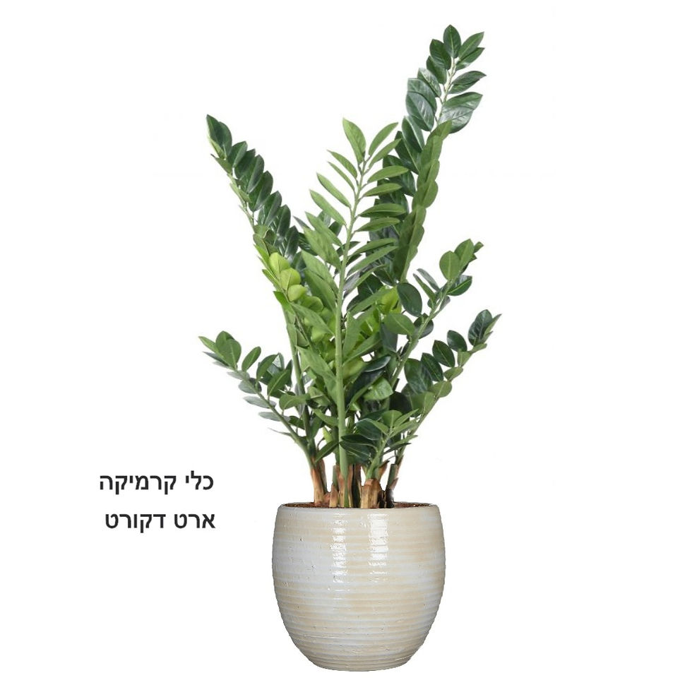 תמונה ממוזערת: זמיה קוקוס XL
