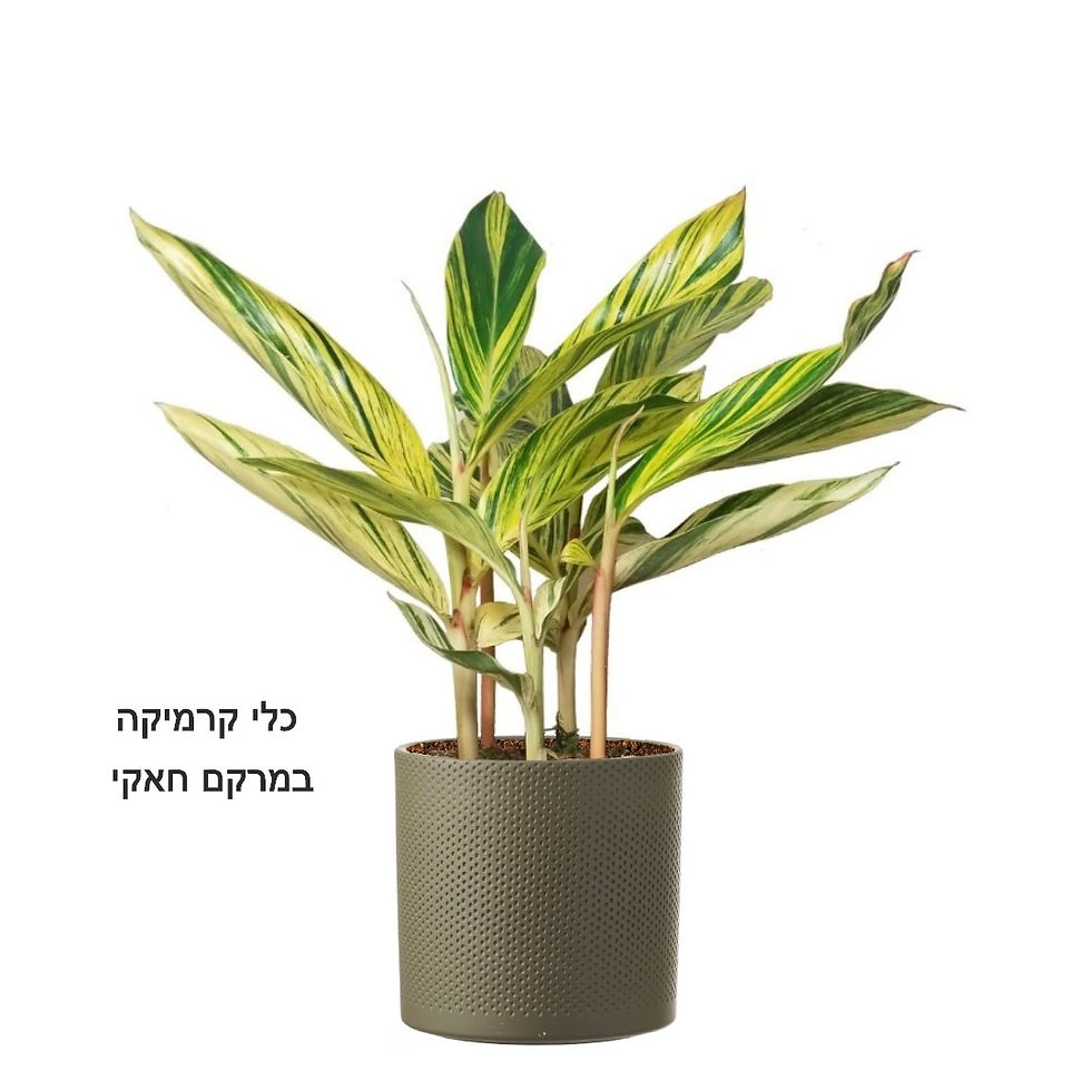 תמונה ממוזערת: אלפיניה XL