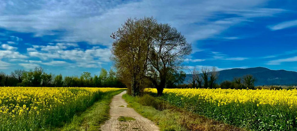 foto camí.jpeg