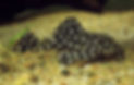 Snowball Pleco