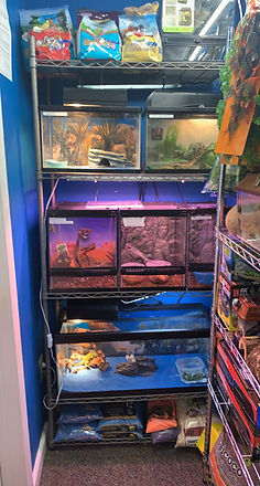 reptiles for sale!
