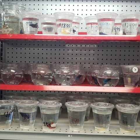 bettas.jpeg