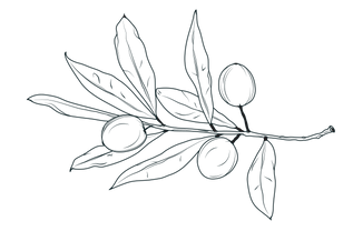 ASOlive-02 (1).png