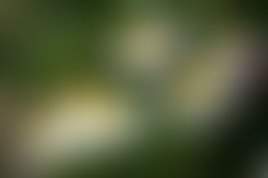 RÉSUMÉ – Les secrets de Chamomilla    