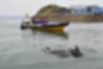 A boat tour in Fenit County Kerry with Dolphins