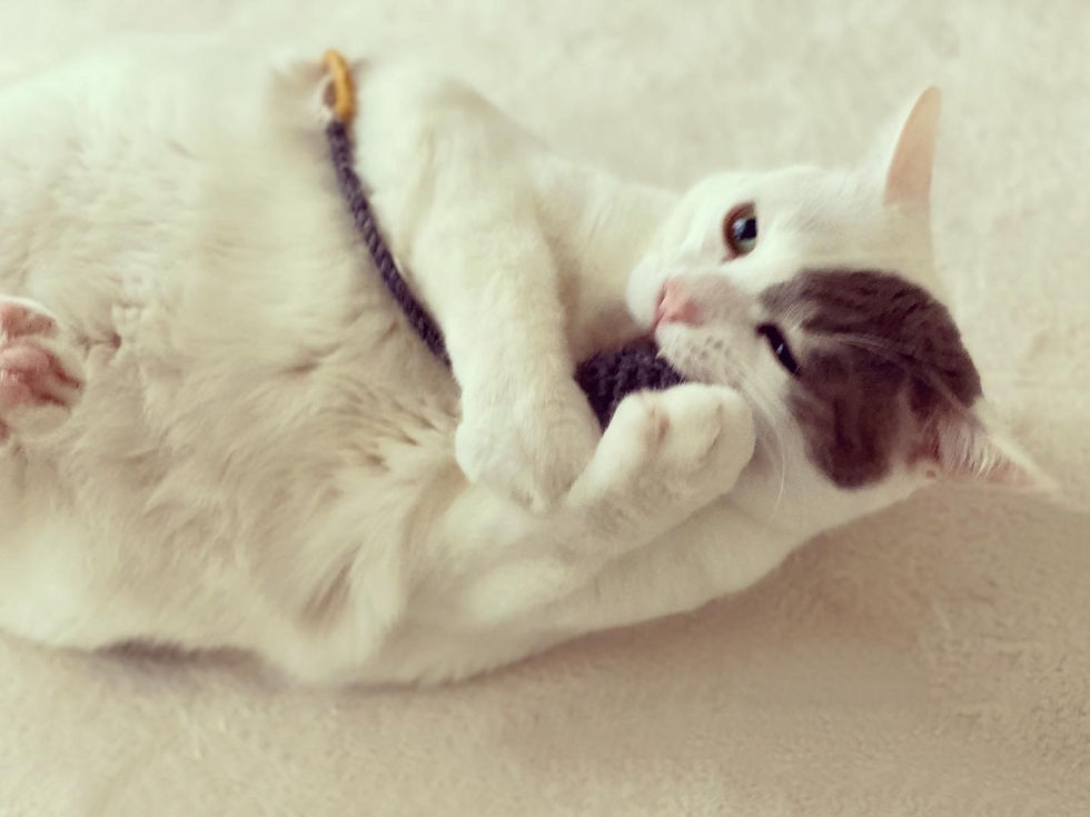 サムネイル： ねこのおもちゃ（ボール）マスタード