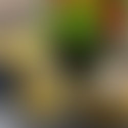 קולינריה במלון בוטניקה החדש בחיפה