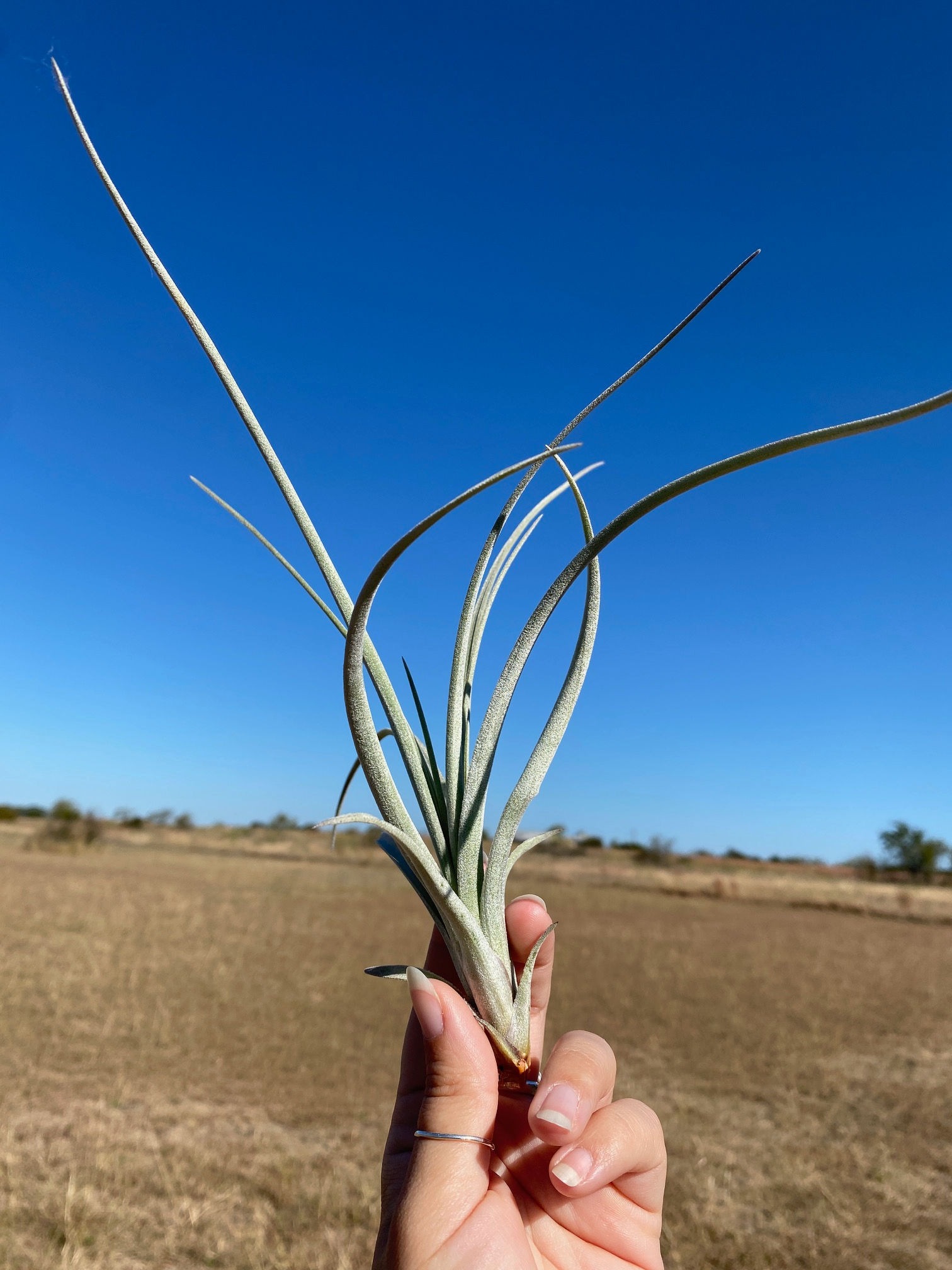 Tillandsia (Airplant) Exserta