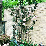 Trellis with roses