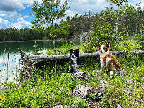 two pups sitting by a fallen tree in the lake