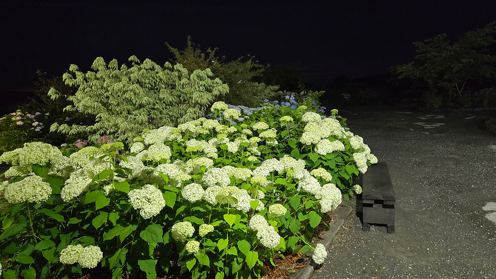 ナイトあじさい（あじさいライトアップ）実施