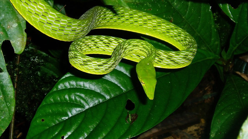 Snake Bite Treatment. Expedition First Aid.
