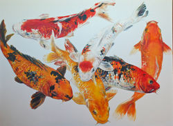 white koi