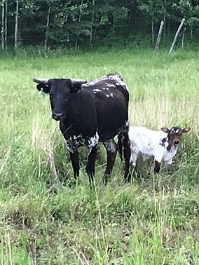 Poe The Noodle maker as a calf