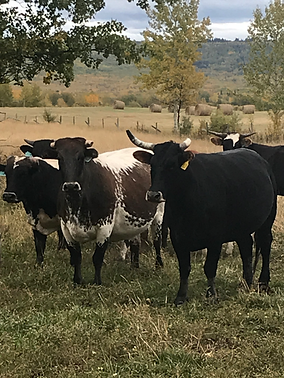 Spicy Ladies out on pasture