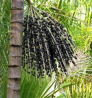 acai.jpg