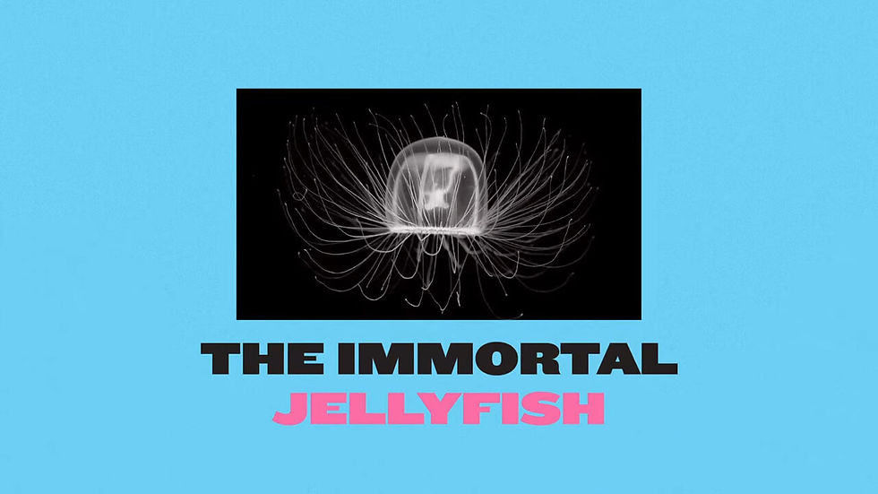 An image of Turritopsis dohrnii AKA "The Immortal Jellyfish"