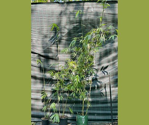 Untitled design-7.png