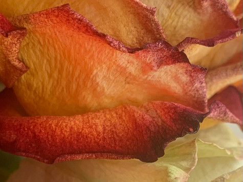 image7 (1).jpeg