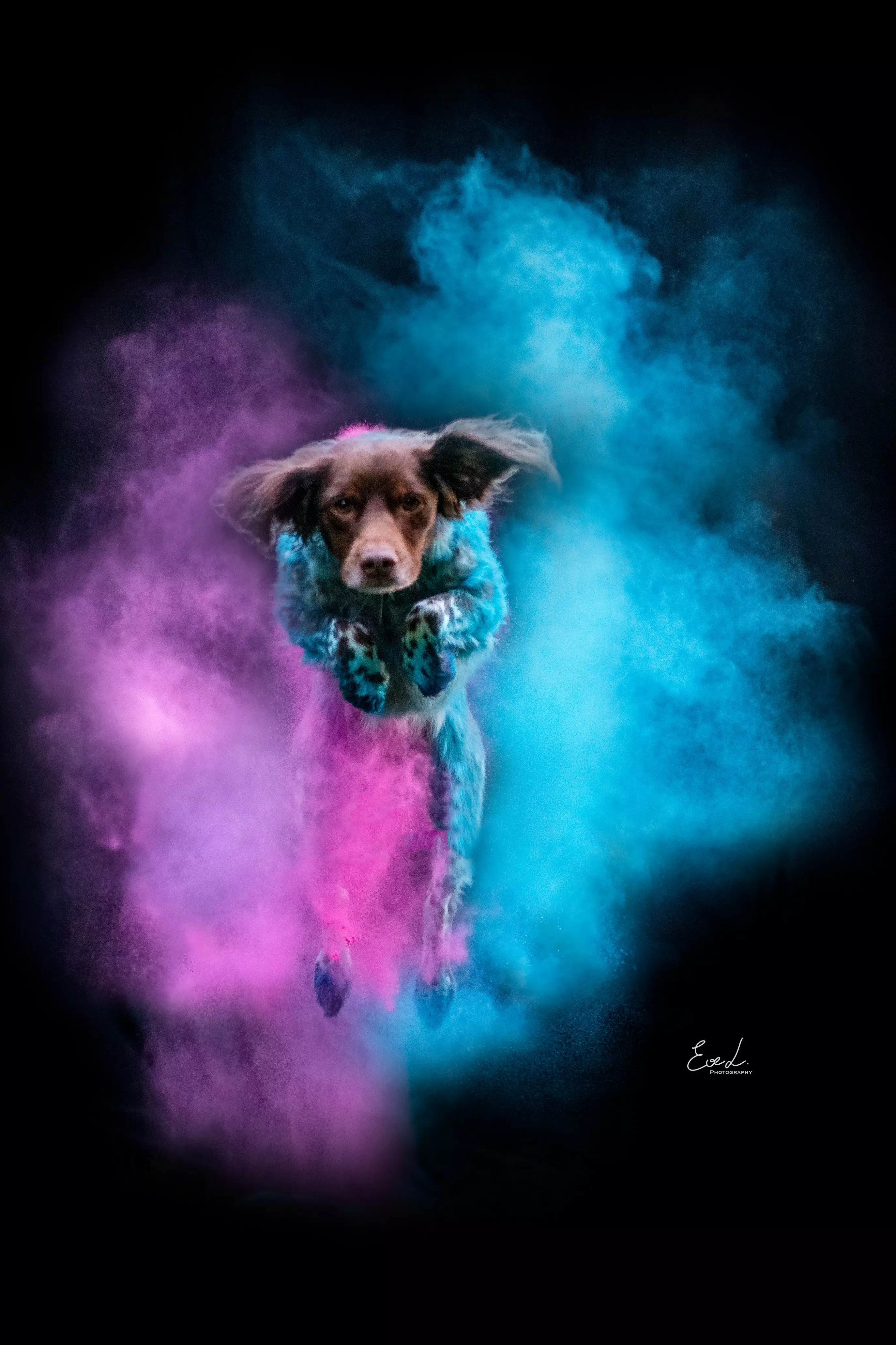 chien_poudre_Eve L Photography.webp
