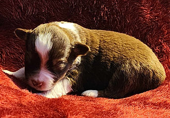 red tri male fiercraker.jpg